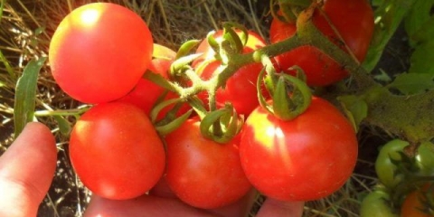 Paradajz sultan f1: recenzije, fotografije, prinos